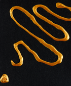 AMSTERDAM PASTE PER CONTORNI